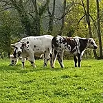 Dom wakacyjny D'anne Et Ulysse