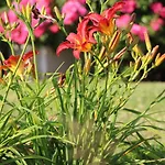 Dom wakacyjny D'anne Et Ulysse Sept-Freres